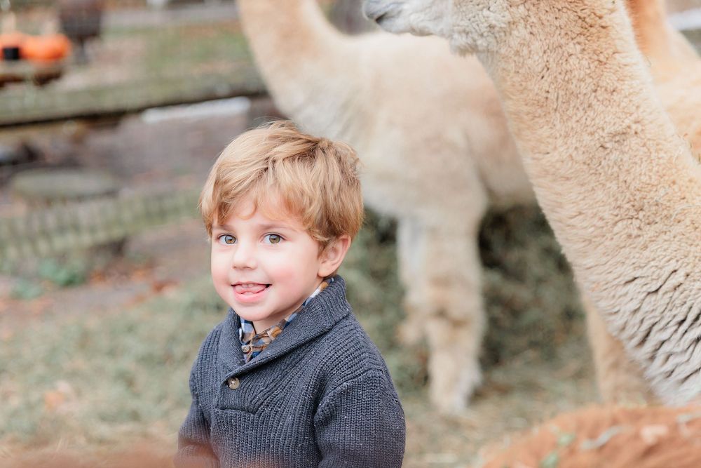 A smiling toddler boy in a gray knit sweater stands near a fluffy alpaca at a petting zoo.