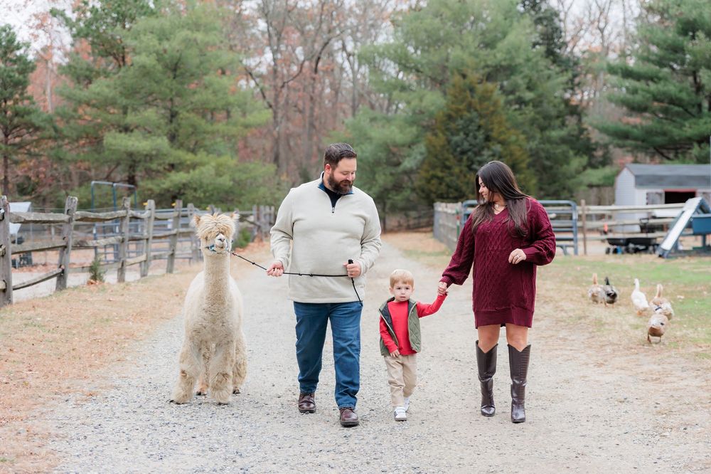 Family walking with alpaca and ducks on a farm path, parents holding child's hands outdoors.