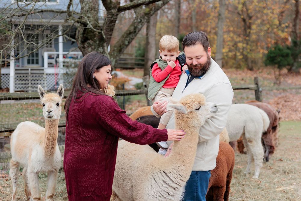 Family with toddler petting alpacas on a farm in autumn, surrounded by multiple alpacas outdoors.