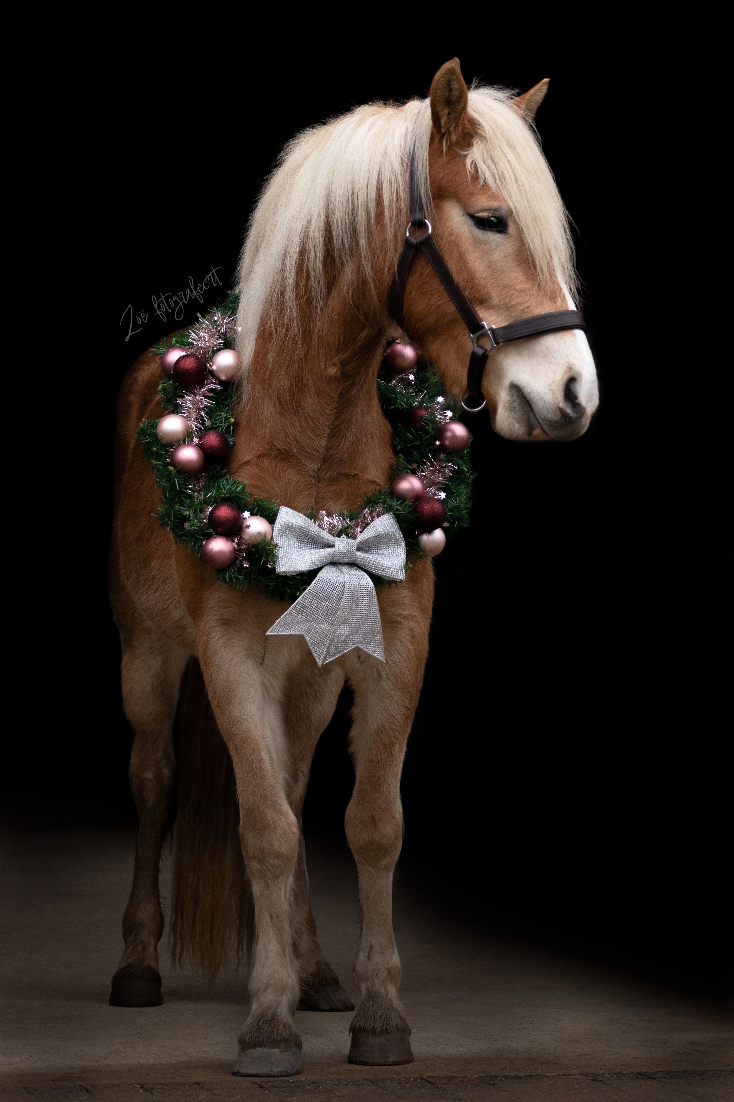 Paardenfotografie Zoefotografeert