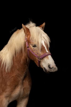 Paardenfotografie Zoefotografeert