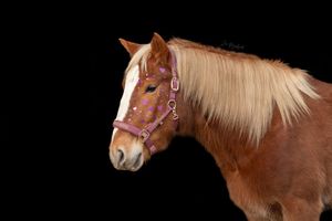 Paardenfotografie Zoefotografeert