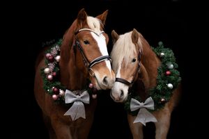 Paardenfotografie Zoefotografeert
