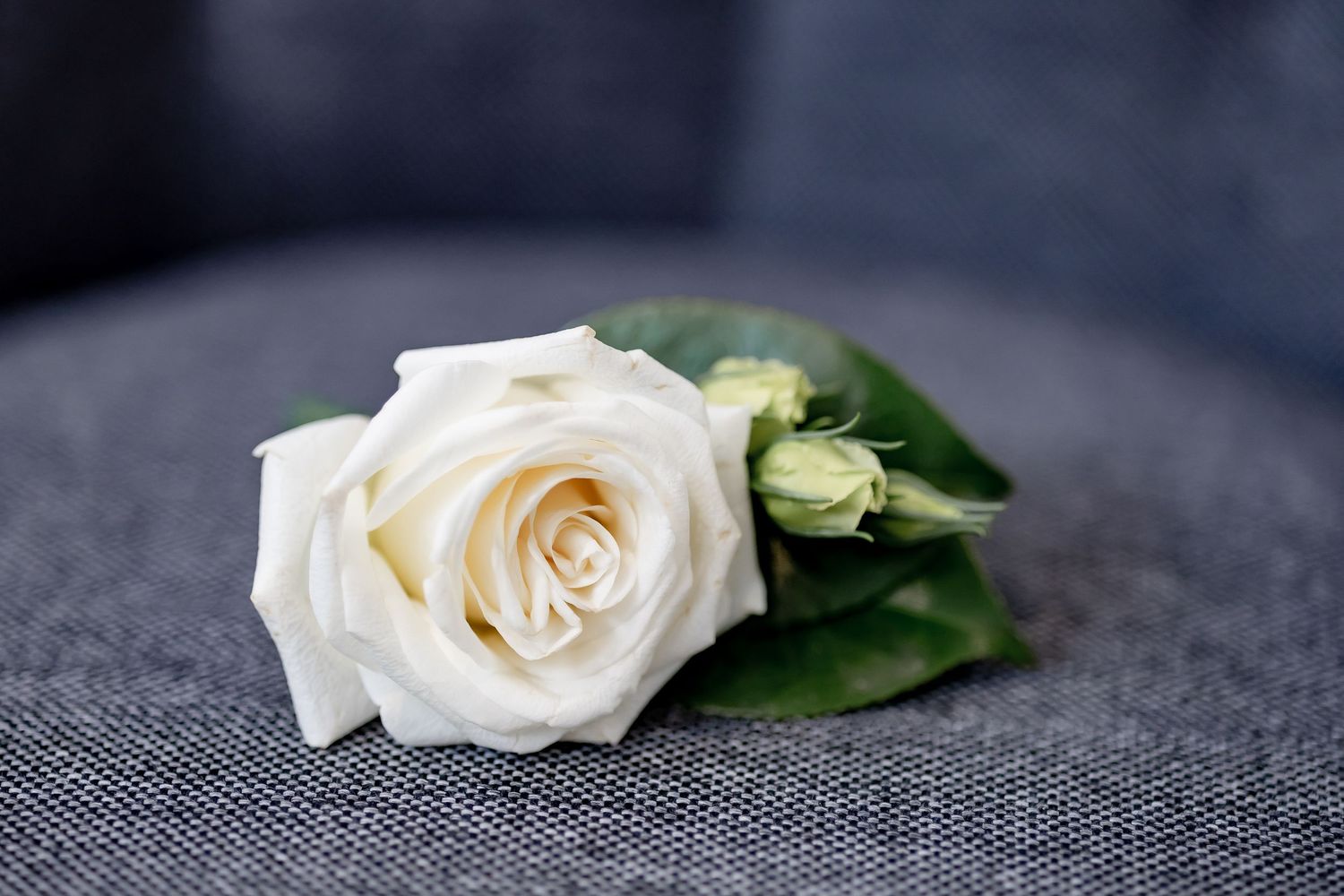 A single white rose with green leaves and buds resting on a gray fabric surface.