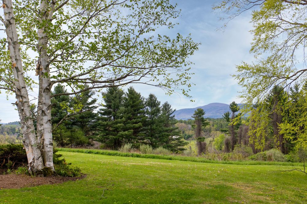 Scenic green lawn framed by birch and pine trees with mountain views in the background.