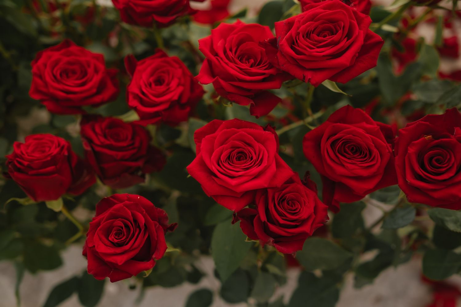 Vibrant red roses in full bloom with lush green leaves, perfect for romantic occasions and floral arrangements.