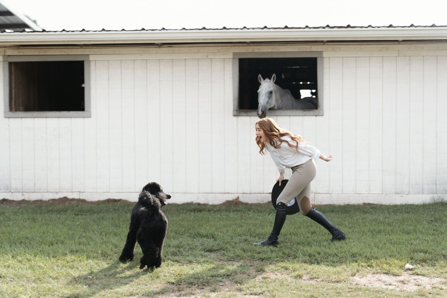 Woman running with a black poodle dog outside a white stable with a white horse looking out the window.