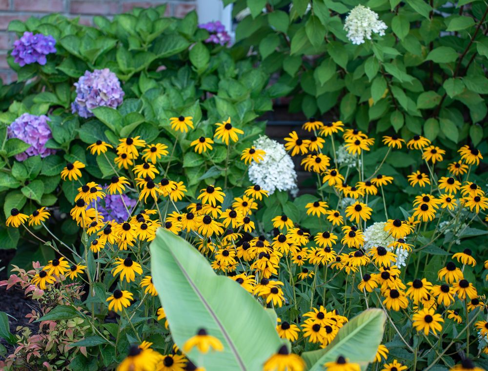 Colorful garden bed featuring bright yellow black-eyed Susans and purple hydrangeas in bloom.