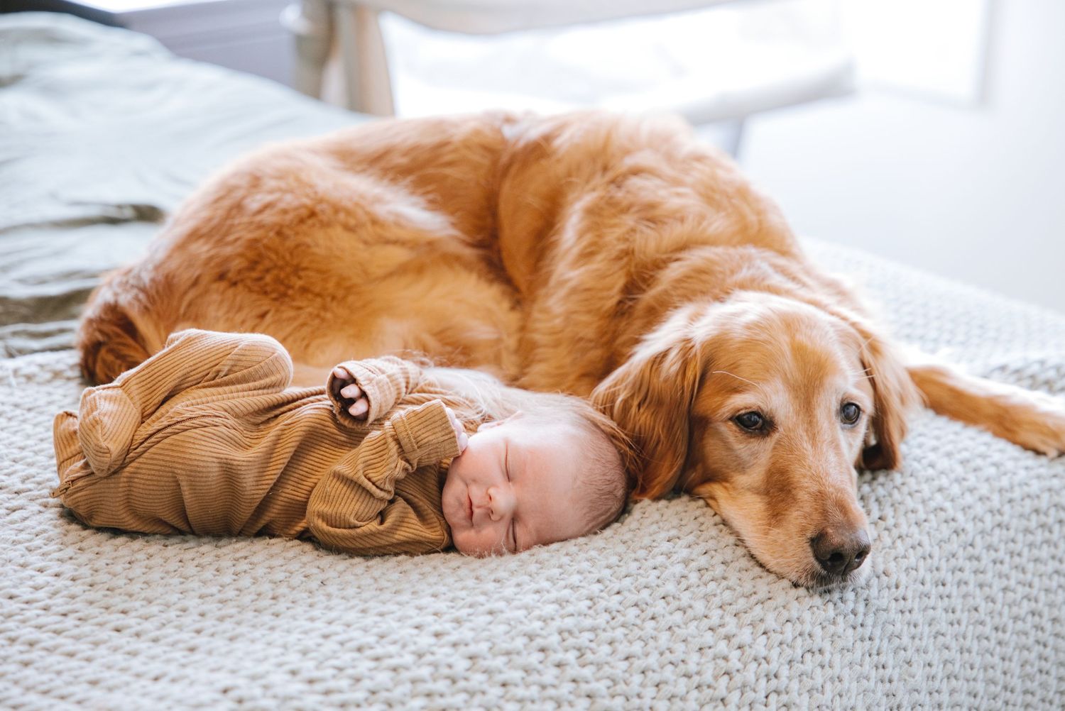 Golden retriever dog curled around a sleeping newborn baby dressed in tan outfit on a soft gray blanket.