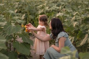 A tender moment showing interaction with delicate sunflowers among tall green stalks at sunset.