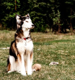 Majestic husky mix dog sits alertly in grassy field.