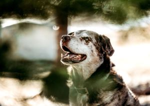 A close-up portrait of a senior dog with grey fur looking up with a happy expression.