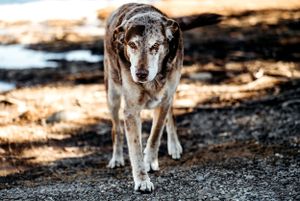 A grey and white senior dog walking along a path with dappled sunlight.