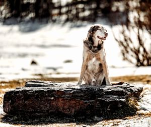 An elderly dog sitting on a large log in a snowy winter setting.