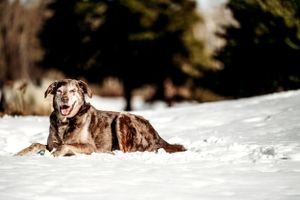 A brown and grey dog lying in snow with sunlight filtering through trees.