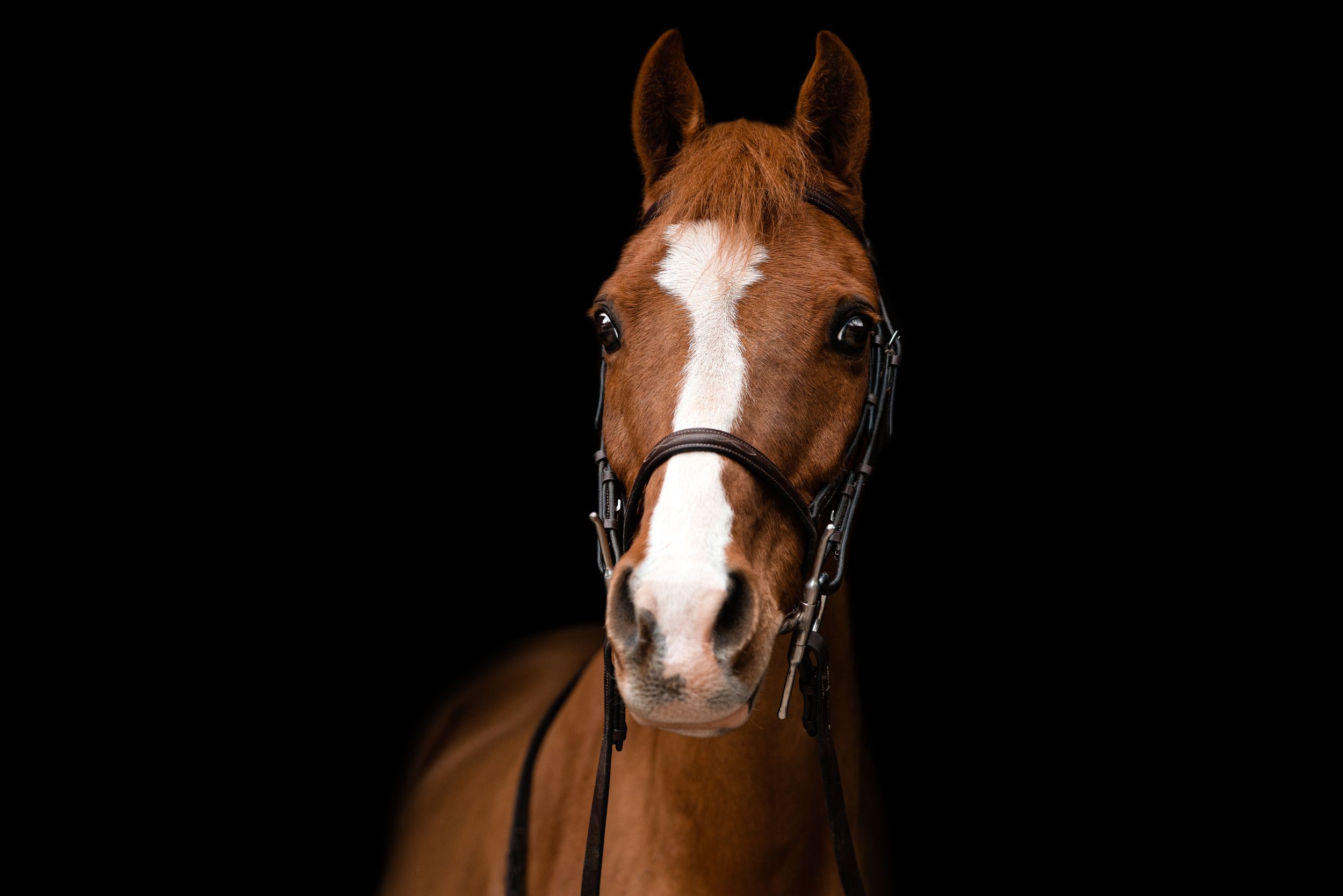 Brown horse with white blaze portrait against black background.