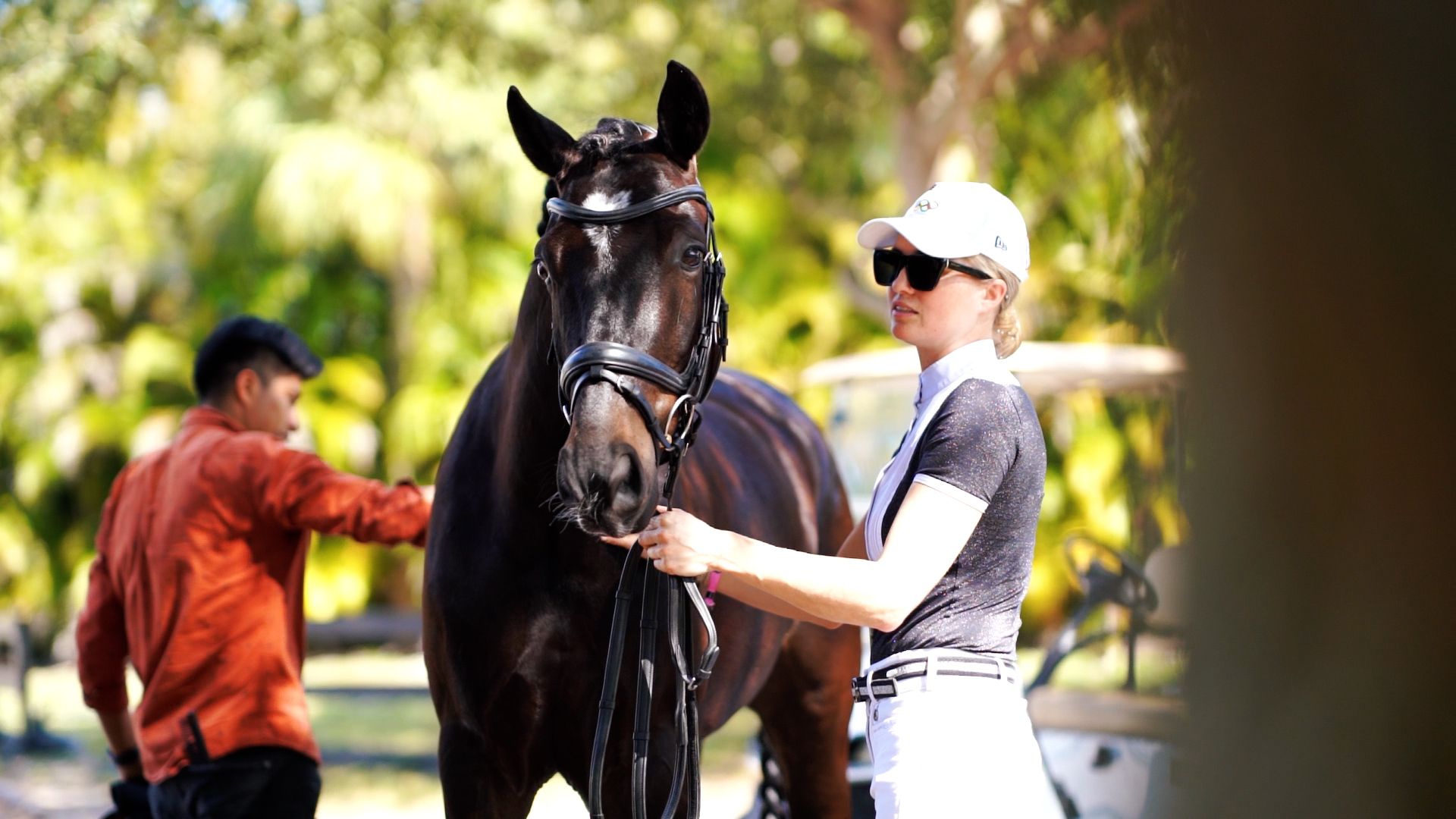 Black horse being groomed and prepared for riding in outdoor setting.