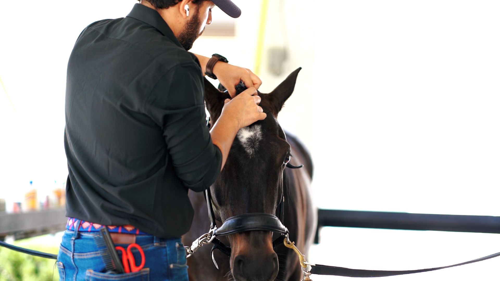 Horse receiving grooming care from handler wearing dark clothing and cap.