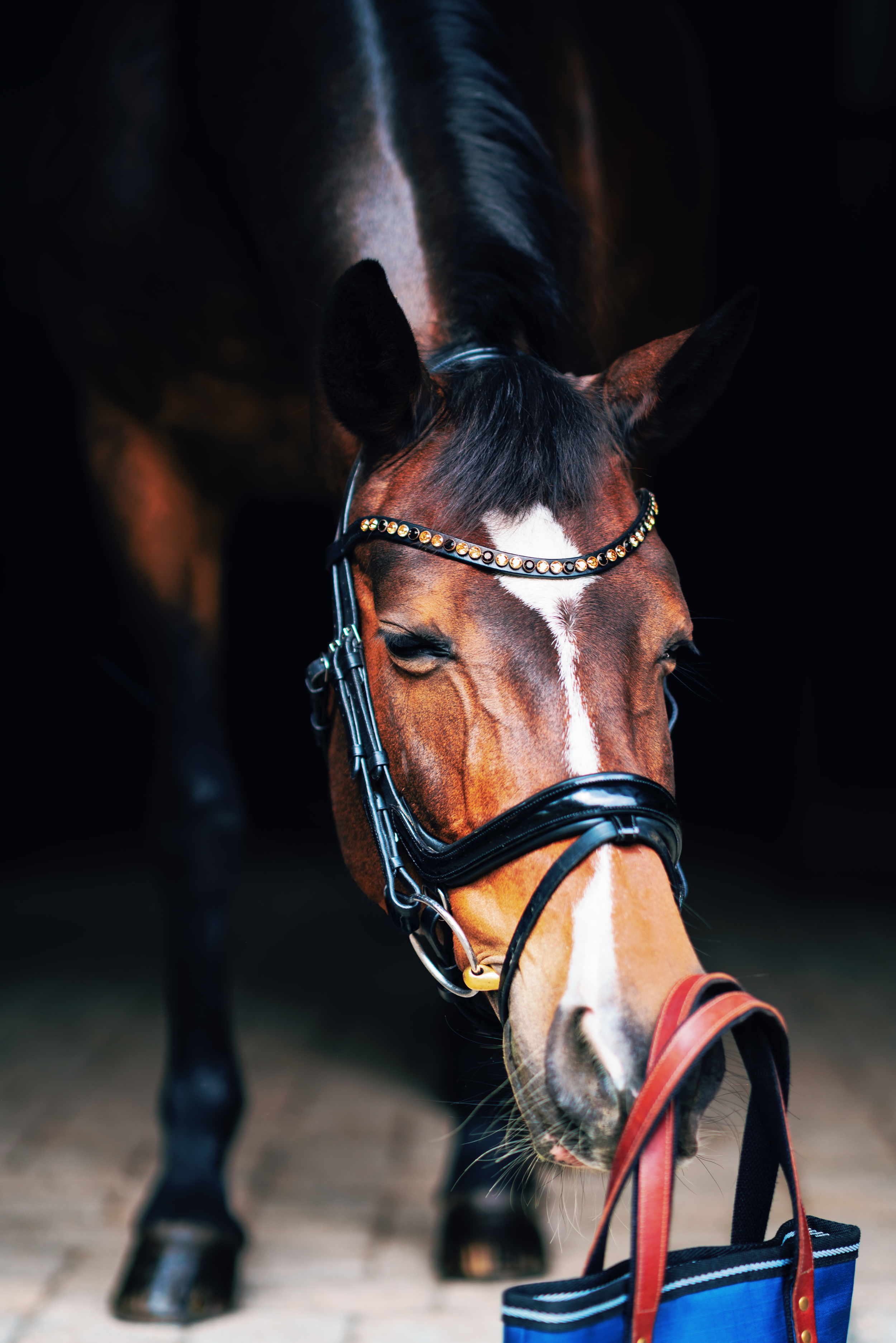 Close-up of bay horse's face wearing leather bridle and carrying blue bag.
