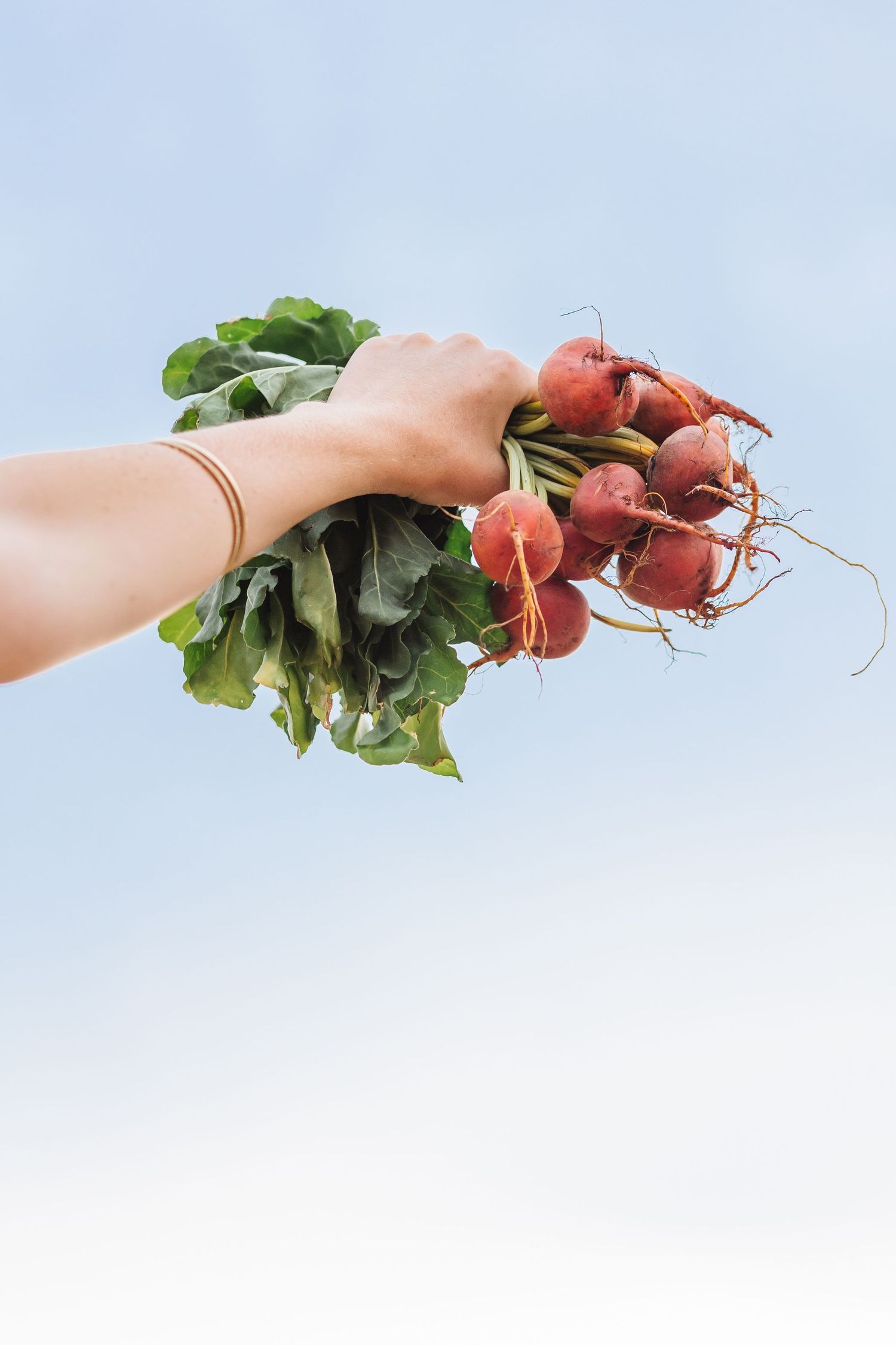Hands holding fresh red radishes with green leaves against a light blue background.