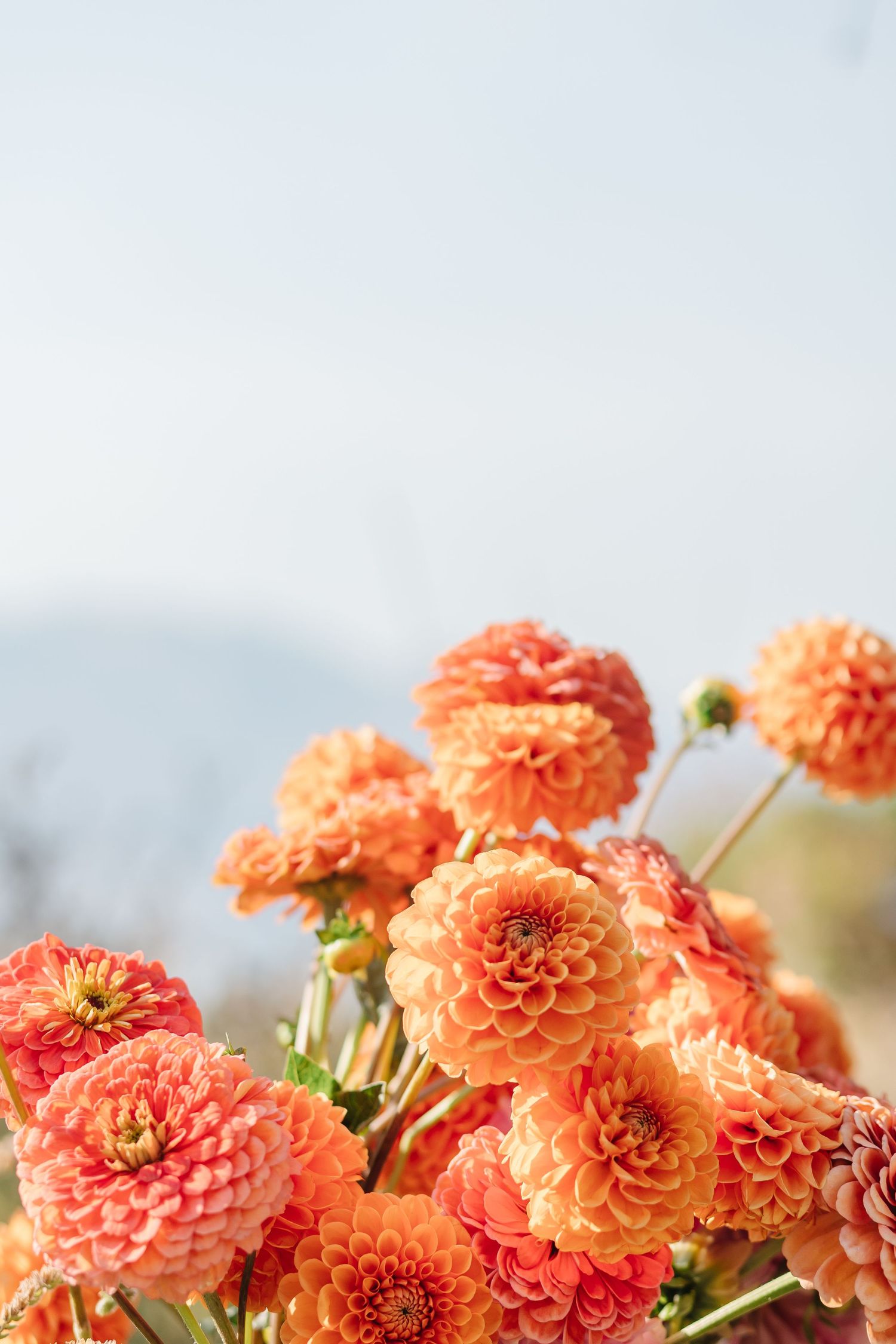 Beautiful coral-colored dahlia flowers blooming in a garden with soft blurred background.