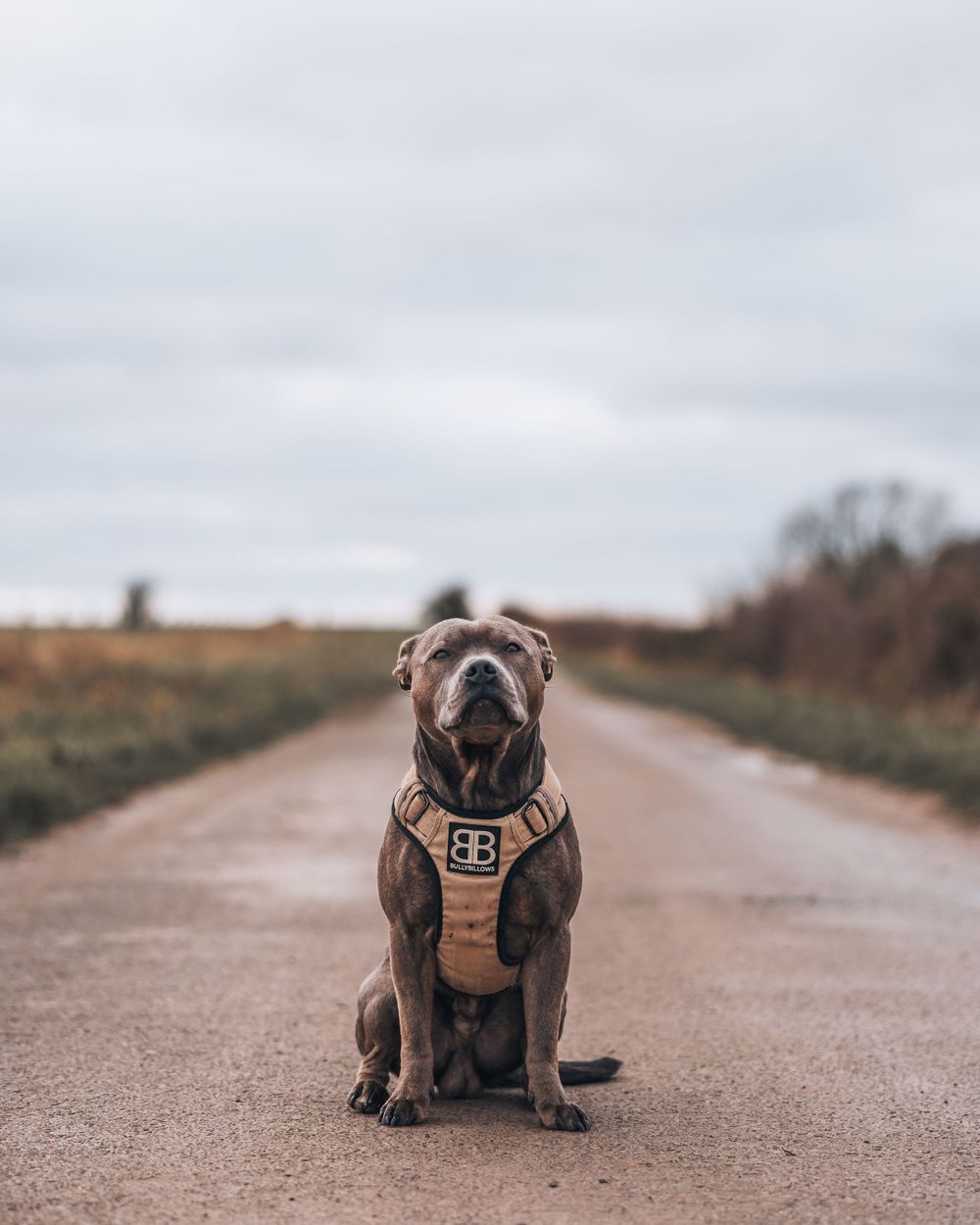 Gray dog wearing a tan harness sitting attentively on a rural path.
