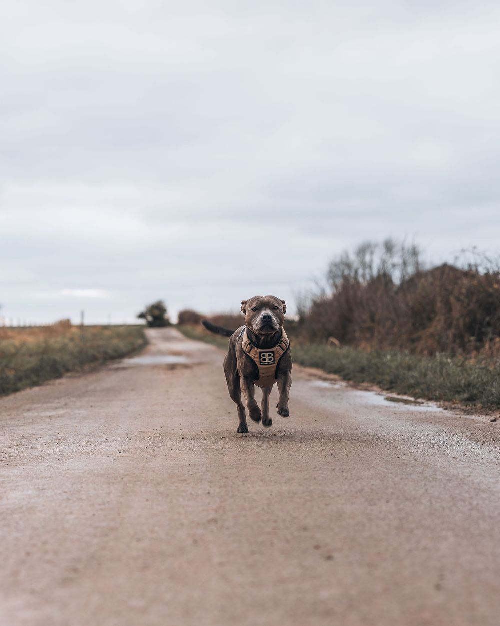 Gray dog with a harness running on a dirt path surrounded by autumn fields.