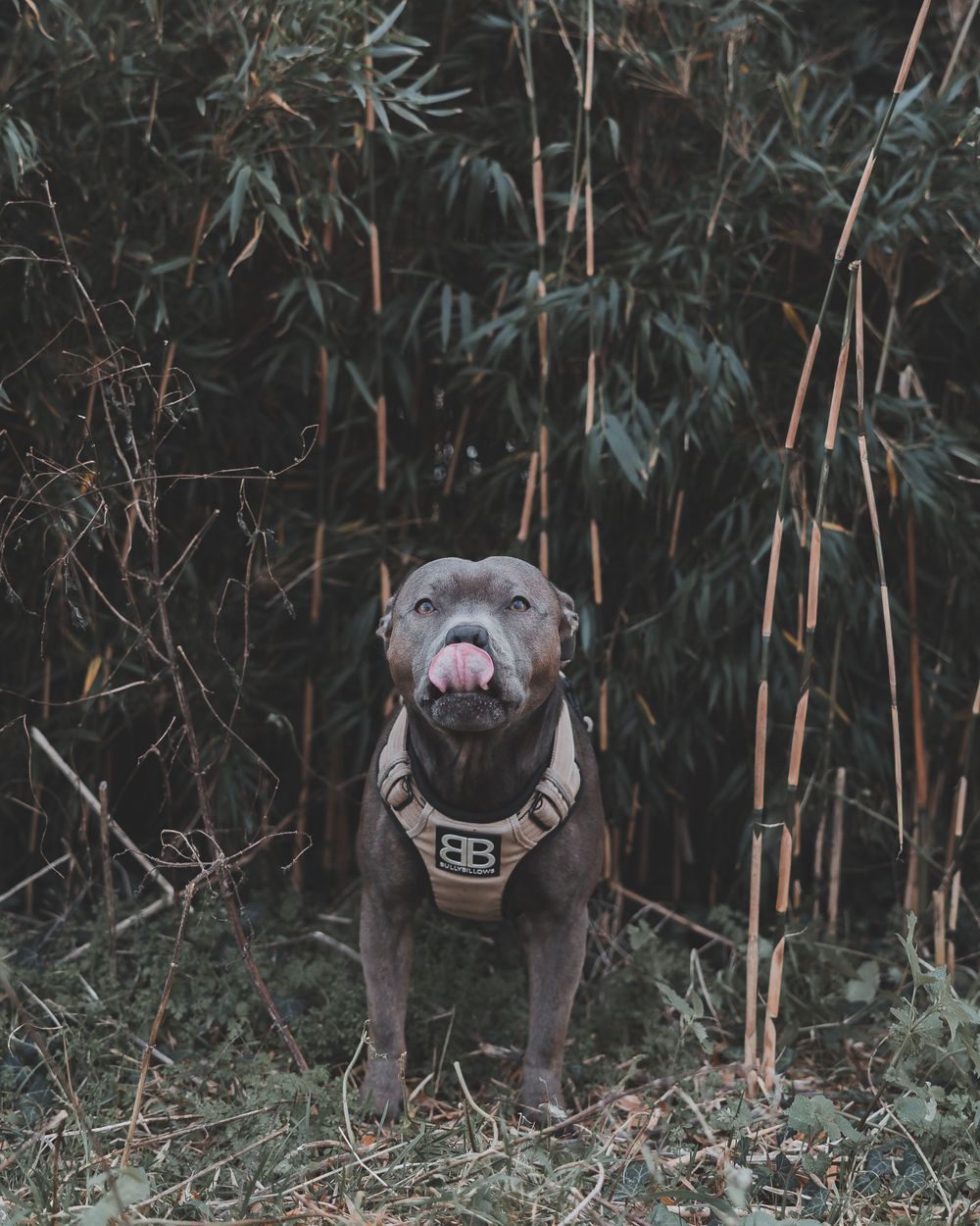 Gray dog in a harness sitting among bamboo trees with tongue sticking out.