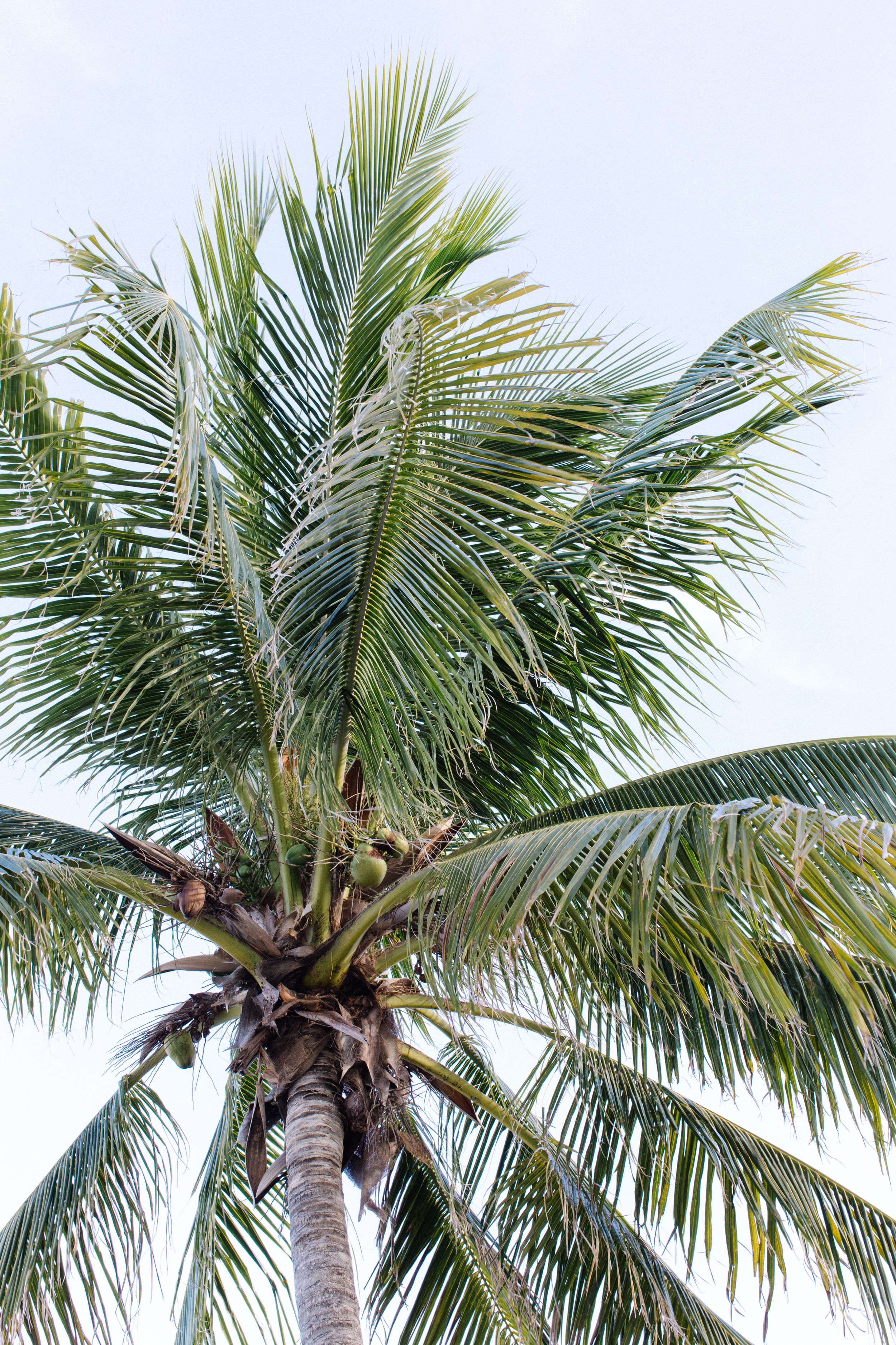 A lush green palm tree with long fronds against a light blue sky.