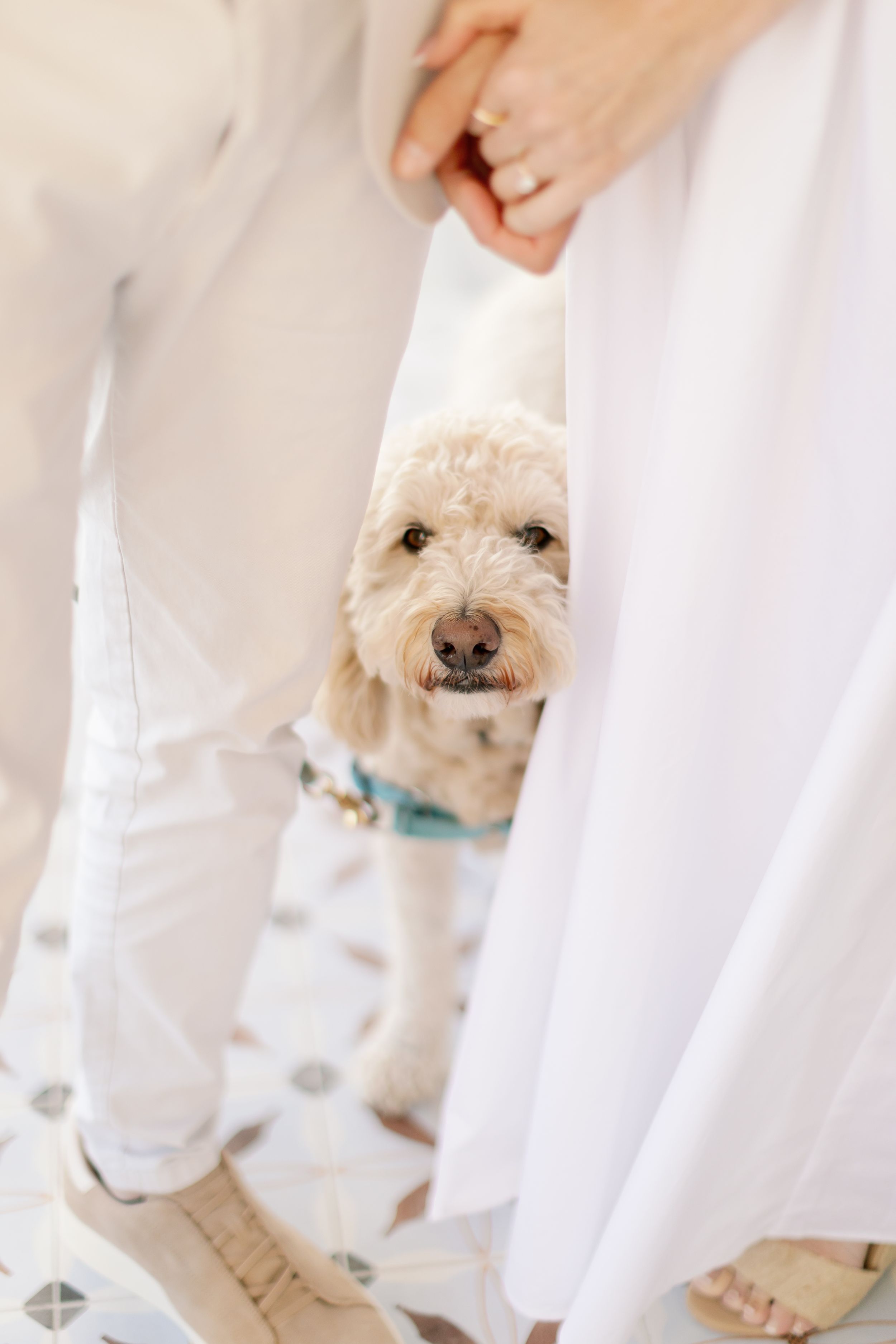 A small white fluffy dog peeks through white curtains or fabric while wearing a blue collar.