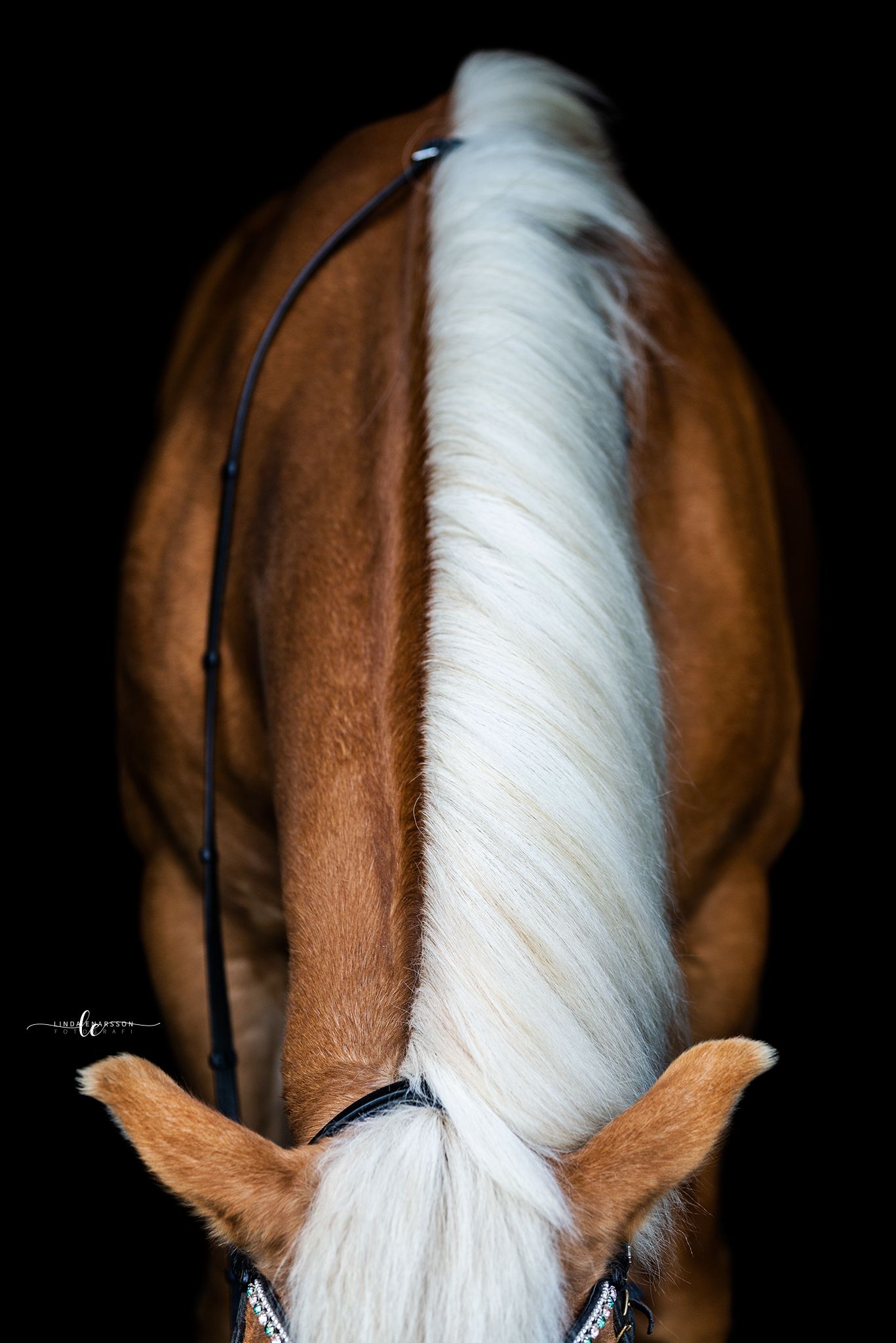 autumn, horse