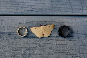Two wedding rings and a butterfly-shaped cookie on a weathered wooden surface.