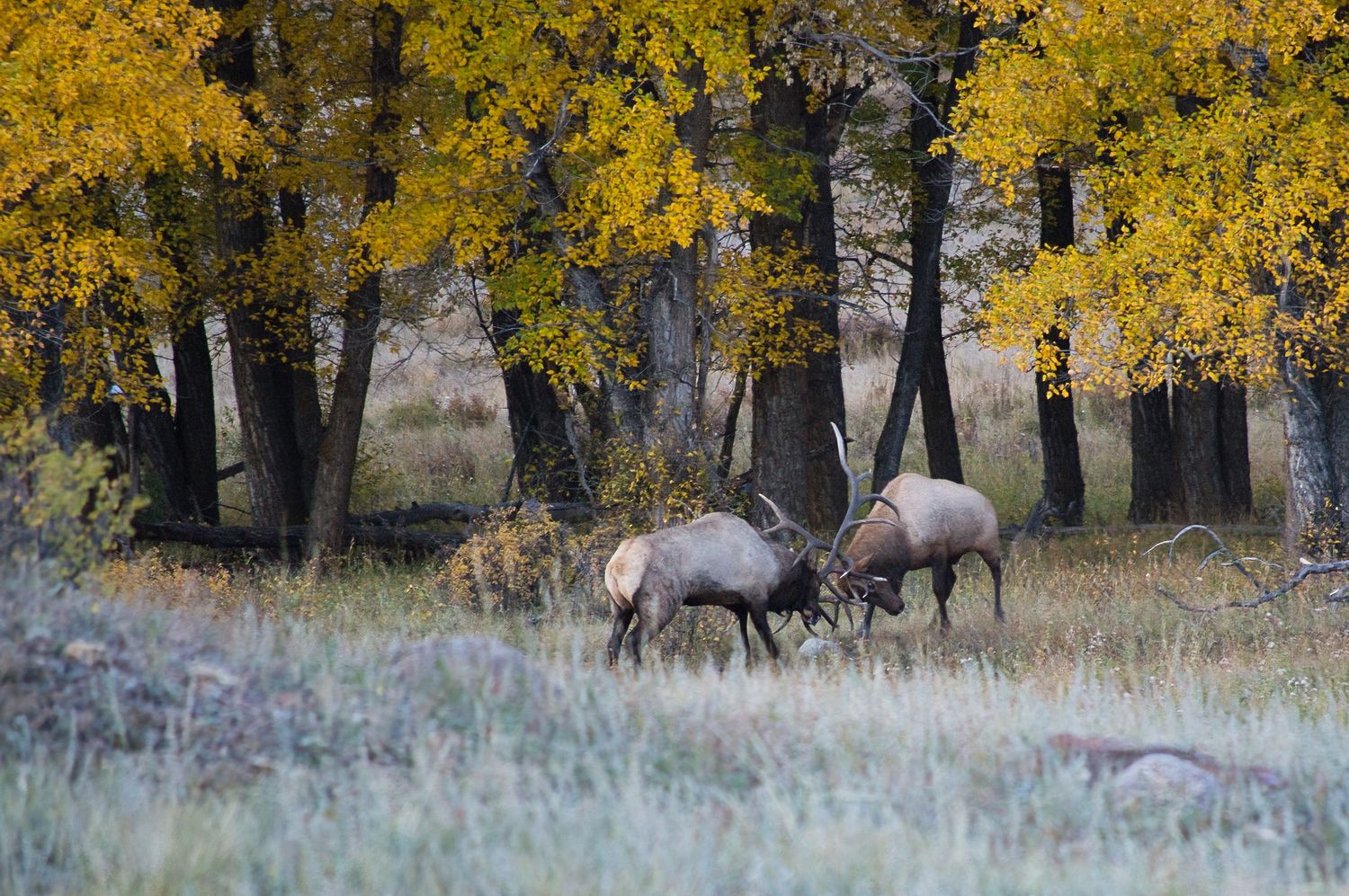 Bull Elk, one is Split 5, fighting in Moraine Park, Rocky Mountain National Park during Rut season. Pixcapades