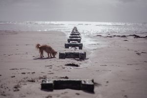 A golden dog explores a sandy beach beside a row of weathered wooden groynes with the shimmering sea in the background.