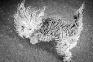 Black and white photo of a fluffy small dog with windswept fur walking on a sandy beach.