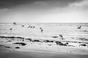 Black and white photo of seagulls flying over ocean waves on a sandy beach under a cloudy sky.