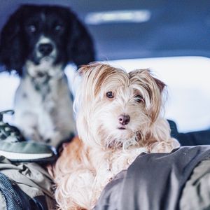 Two dogs sitting in a car, a fluffy tan terrier in front and a black and white spaniel in the back seat.