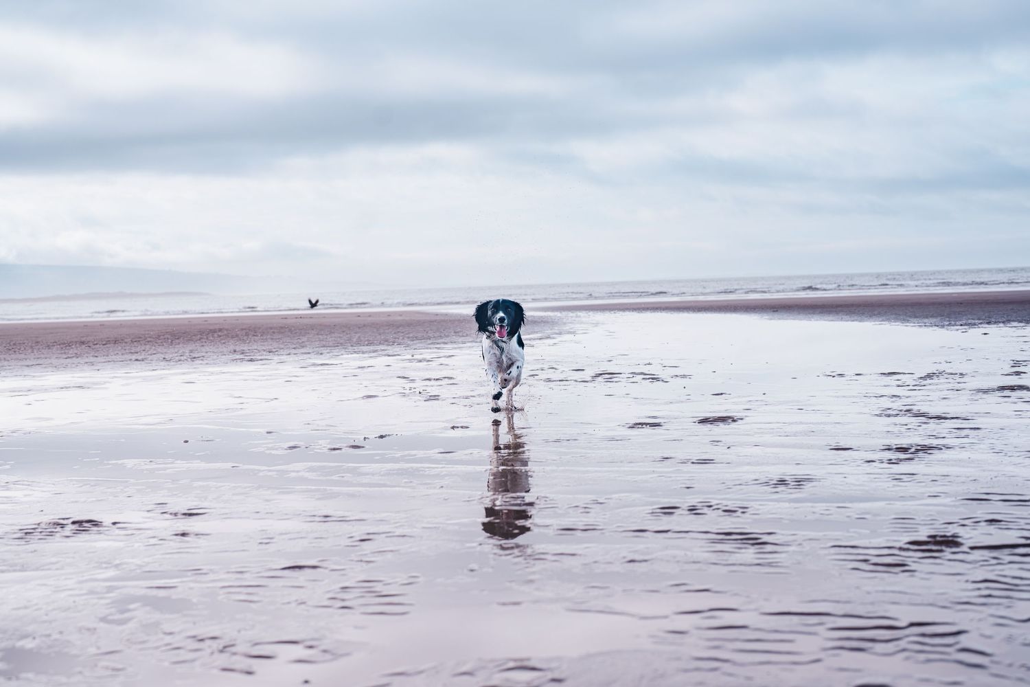 A dog runs freely on a wet reflective beach under a cloudy sky near the ocean shoreline.
