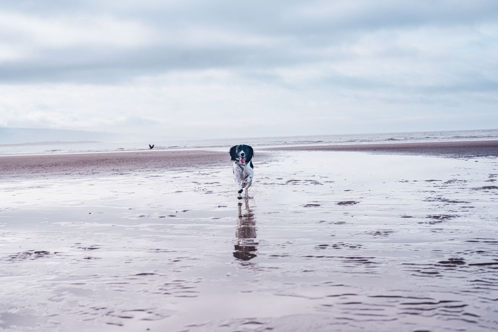 A dog runs freely on a wet reflective beach under a cloudy sky near the ocean shoreline.