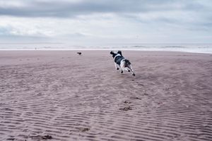 A black and white dog runs freely on a wide sandy beach under a cloudy sky.
