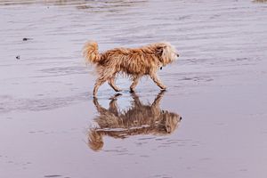 A fluffy golden dog walks on a wet beach, its reflection mirrored perfectly in the shallow water below.