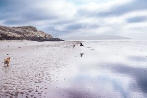 Dogs playing on a vast reflective sandy beach with dramatic cloudy skies and rocky cliffs in the background.