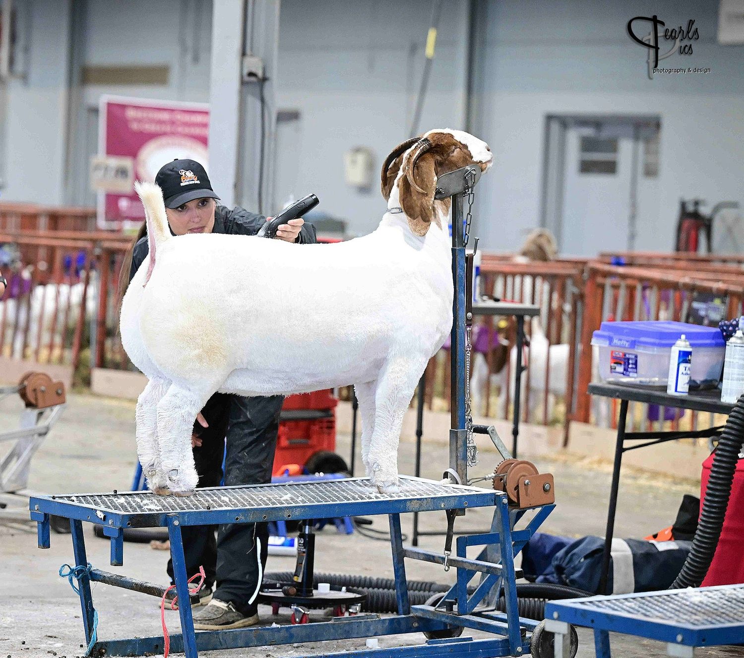 A groomer in jeans and cap works on trimming a white Boer goat standing on a fitting stand at the 2023 ABGA National Show in Louisville, Ky