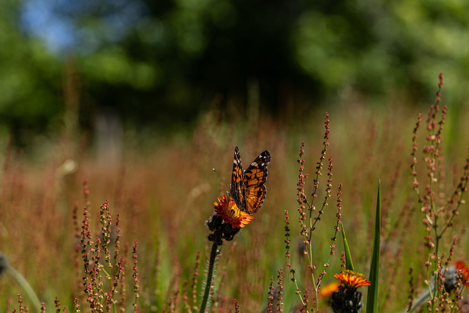 A monarch butterfly perches delicately on a wildflower against a blurred green background in nature.