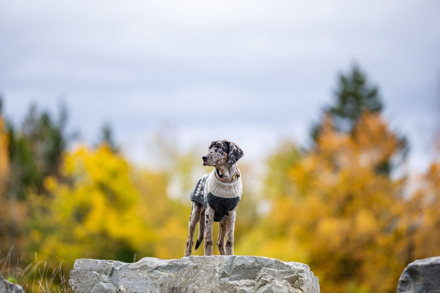 Small black and white dog standing alert on rocky outcrop with autumn trees in background.