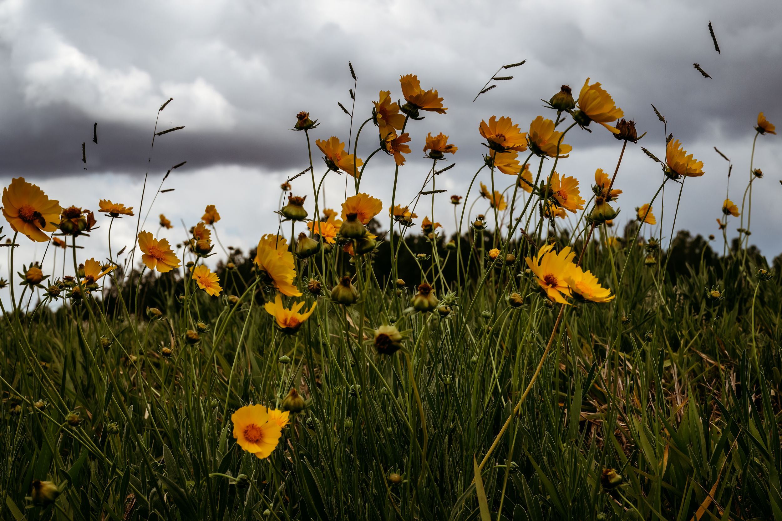Yellow wildflowers sway in the breeze against dark stormy clouds in a dramatic meadow landscape.