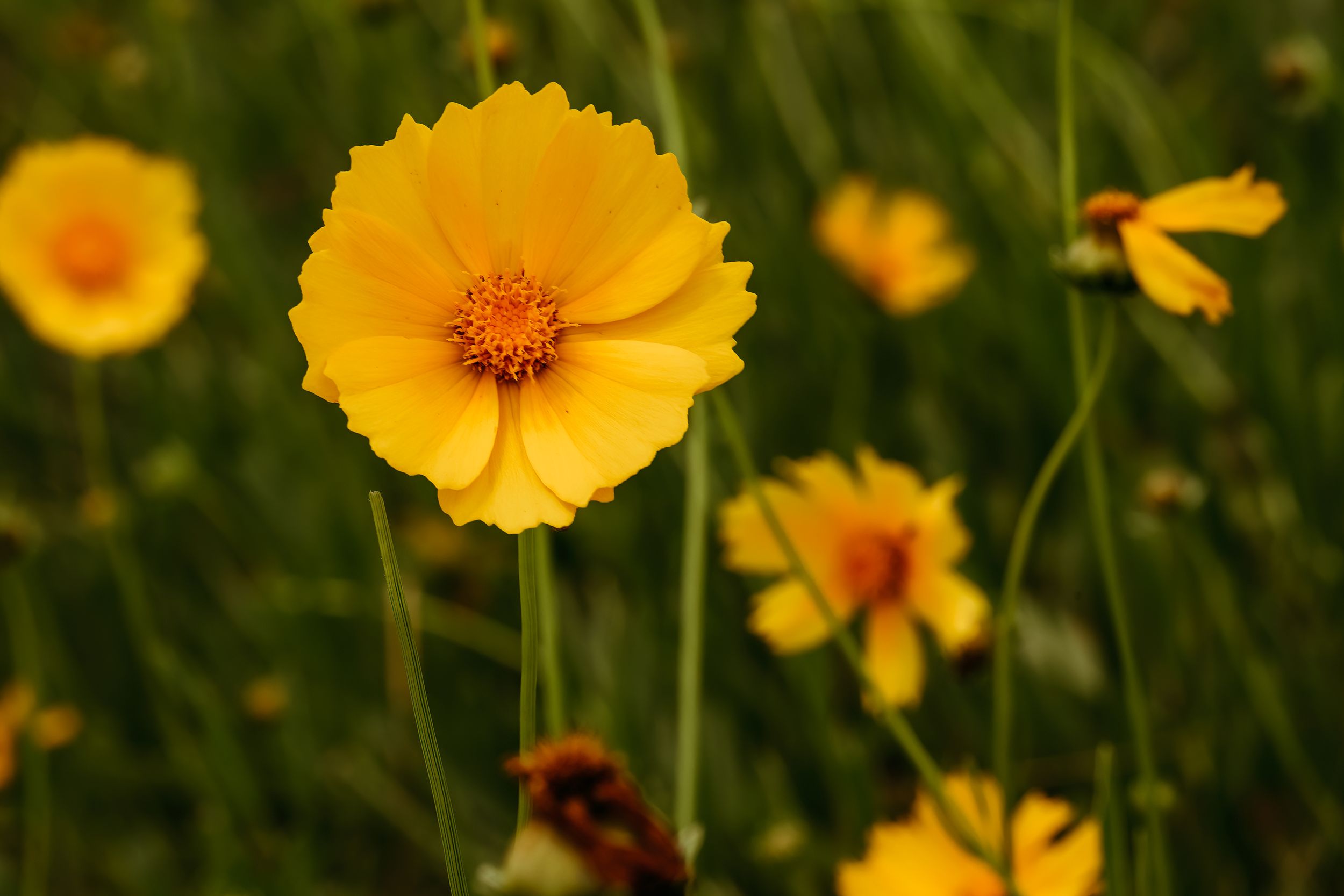 Vibrant yellow coreopsis flower blooms in a garden with soft bokeh effect in the background.