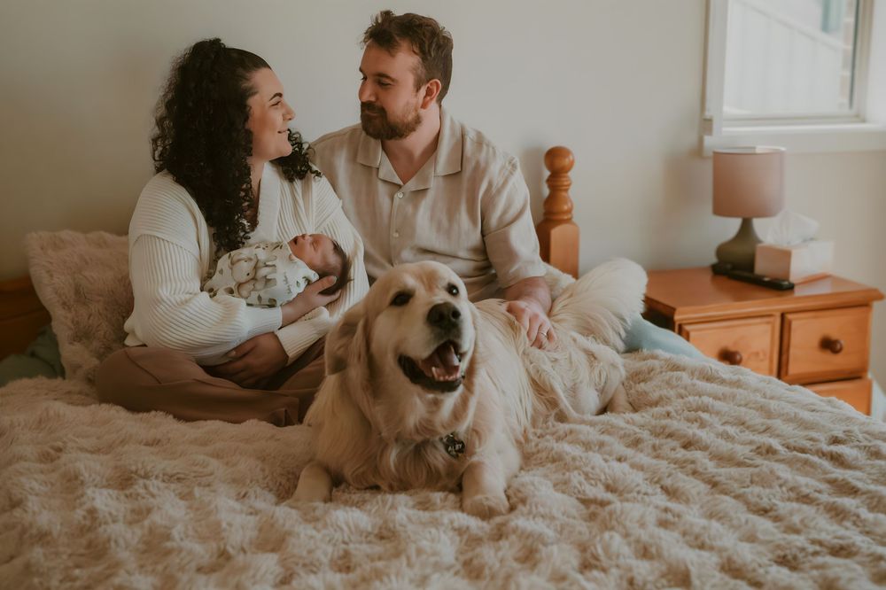 New parents sitting on a bed with their newborn and happy golden retriever dog.