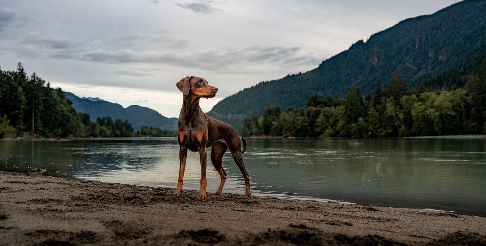 A Doberman dog stands on a sandy riverbank with misty mountains and calm water in the background.
