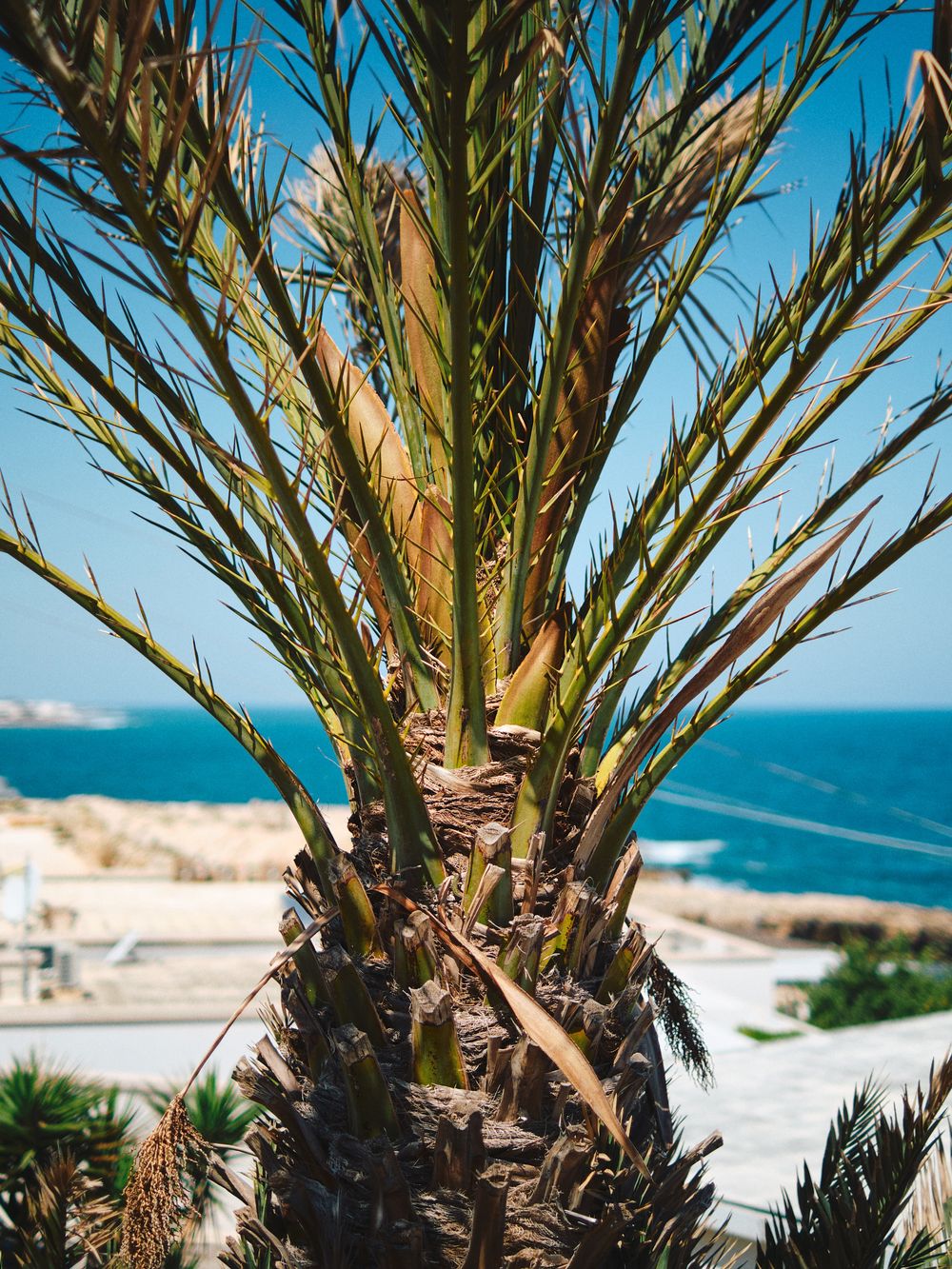 Close-up view of a palm tree trunk and fronds against a bright blue sky and ocean horizon at a coastal location.